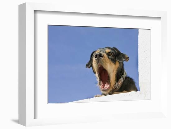 Domestic Dog, mongrel, puppy, wearing collar-Angela Hampton-Framed Photographic Print