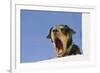 Domestic Dog, mongrel, puppy, wearing collar-Angela Hampton-Framed Photographic Print