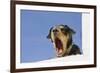 Domestic Dog, mongrel, puppy, wearing collar-Angela Hampton-Framed Photographic Print