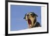 Domestic Dog, mongrel, puppy, wearing collar-Angela Hampton-Framed Photographic Print