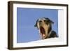 Domestic Dog, mongrel, puppy, wearing collar-Angela Hampton-Framed Photographic Print