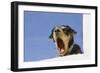 Domestic Dog, mongrel, puppy, wearing collar-Angela Hampton-Framed Photographic Print