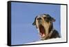 Domestic Dog, mongrel, puppy, wearing collar-Angela Hampton-Framed Stretched Canvas