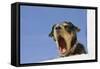 Domestic Dog, mongrel, puppy, wearing collar-Angela Hampton-Framed Stretched Canvas