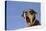 Domestic Dog, mongrel, puppy, wearing collar-Angela Hampton-Stretched Canvas