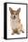 Domestic Dog, Pembroke Welsh Corgi, adult, sitting-Chris Brignell-Framed Stretched Canvas
