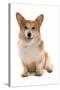 Domestic Dog, Pembroke Welsh Corgi, adult, sitting-Chris Brignell-Stretched Canvas