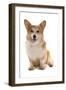 Domestic Dog, Pembroke Welsh Corgi, adult, sitting-Chris Brignell-Framed Photographic Print