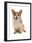 Domestic Dog, Pembroke Welsh Corgi, adult, sitting-Chris Brignell-Framed Photographic Print