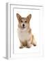 Domestic Dog, Pembroke Welsh Corgi, adult, sitting-Chris Brignell-Framed Photographic Print