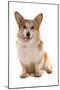 Domestic Dog, Pembroke Welsh Corgi, adult, sitting-Chris Brignell-Mounted Photographic Print