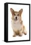 Domestic Dog, Pembroke Welsh Corgi, adult, sitting-Chris Brignell-Framed Stretched Canvas