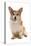 Domestic Dog, Pembroke Welsh Corgi, adult, sitting-Chris Brignell-Stretched Canvas