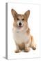 Domestic Dog, Pembroke Welsh Corgi, adult, sitting-Chris Brignell-Stretched Canvas