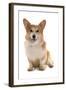 Domestic Dog, Pembroke Welsh Corgi, adult, sitting-Chris Brignell-Framed Photographic Print