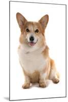 Domestic Dog, Pembroke Welsh Corgi, adult, sitting-Chris Brignell-Mounted Photographic Print