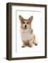 Domestic Dog, Pembroke Welsh Corgi, adult, sitting-Chris Brignell-Framed Photographic Print