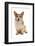 Domestic Dog, Pembroke Welsh Corgi, adult, sitting-Chris Brignell-Framed Photographic Print