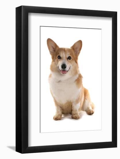 Domestic Dog, Pembroke Welsh Corgi, adult, sitting-Chris Brignell-Framed Photographic Print