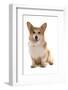 Domestic Dog, Pembroke Welsh Corgi, adult, sitting-Chris Brignell-Framed Photographic Print