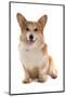 Domestic Dog, Pembroke Welsh Corgi, adult, sitting-Chris Brignell-Mounted Photographic Print