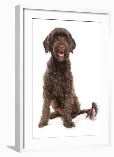 Domestic Dog, Portuguese Water Dog, adult, sitting-Chris Brignell-Framed Photographic Print