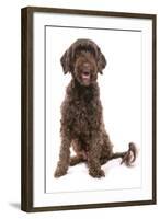 Domestic Dog, Portuguese Water Dog, adult, sitting-Chris Brignell-Framed Photographic Print