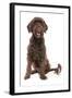 Domestic Dog, Portuguese Water Dog, adult, sitting-Chris Brignell-Framed Photographic Print