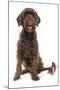 Domestic Dog, Portuguese Water Dog, adult, sitting-Chris Brignell-Mounted Photographic Print