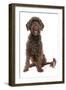 Domestic Dog, Portuguese Water Dog, adult, sitting-Chris Brignell-Framed Photographic Print