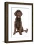 Domestic Dog, Portuguese Water Dog, adult, sitting-Chris Brignell-Framed Photographic Print