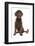 Domestic Dog, Portuguese Water Dog, adult, sitting-Chris Brignell-Framed Photographic Print