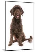 Domestic Dog, Portuguese Water Dog, adult, sitting-Chris Brignell-Mounted Photographic Print