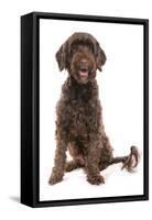Domestic Dog, Portuguese Water Dog, adult, sitting-Chris Brignell-Framed Stretched Canvas