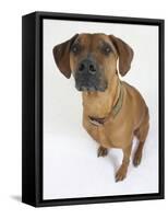 Domestic Dog, Rhodesian Ridgeback Looking Up-Petra Wegner-Framed Stretched Canvas