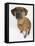 Domestic Dog, Rhodesian Ridgeback Looking Up-Petra Wegner-Framed Stretched Canvas