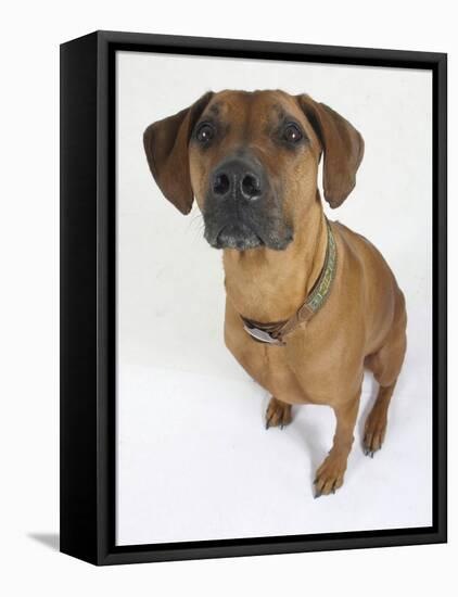 Domestic Dog, Rhodesian Ridgeback Looking Up-Petra Wegner-Framed Stretched Canvas