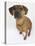 Domestic Dog, Rhodesian Ridgeback Looking Up-Petra Wegner-Stretched Canvas