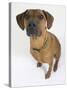 Domestic Dog, Rhodesian Ridgeback Looking Up-Petra Wegner-Stretched Canvas