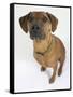 Domestic Dog, Rhodesian Ridgeback Looking Up-Petra Wegner-Framed Stretched Canvas