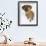 Domestic Dog, Rhodesian Ridgeback Looking Up-Petra Wegner-Framed Premium Photographic Print displayed on a wall