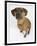 Domestic Dog, Rhodesian Ridgeback Looking Up-Petra Wegner-Framed Premium Photographic Print