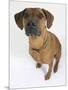 Domestic Dog, Rhodesian Ridgeback Looking Up-Petra Wegner-Mounted Premium Photographic Print