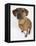 Domestic Dog, Rhodesian Ridgeback Looking Up-Petra Wegner-Framed Stretched Canvas