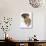 Domestic Dog, Rhodesian Ridgeback Looking Up-Petra Wegner-Photographic Print displayed on a wall