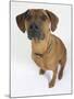 Domestic Dog, Rhodesian Ridgeback Looking Up-Petra Wegner-Mounted Photographic Print