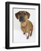 Domestic Dog, Rhodesian Ridgeback Looking Up-Petra Wegner-Framed Photographic Print