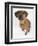 Domestic Dog, Rhodesian Ridgeback Looking Up-Petra Wegner-Framed Photographic Print