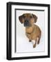 Domestic Dog, Rhodesian Ridgeback Looking Up-Petra Wegner-Framed Photographic Print