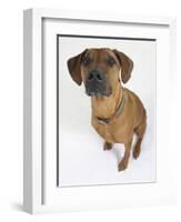 Domestic Dog, Rhodesian Ridgeback Looking Up-Petra Wegner-Framed Photographic Print